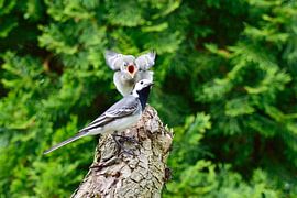 Bachstelzen von Karin Jähne