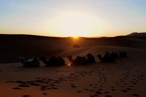 Zonsopkomst in de woestijn