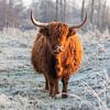 Highlander écossais dans un paysage d'hiver sur Ilspirantefotografie