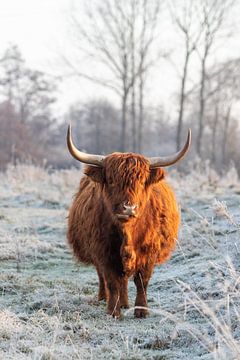 Highlander écossais dans un paysage d'hiver sur Ilspirantefotografie