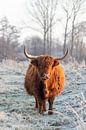 Schotse hooglander in winterlandschap van Ilspirantefotografie thumbnail