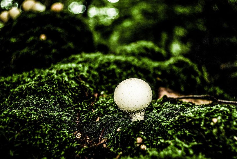 Een enkele ronde champignon van Norbert Sülzner