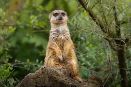 Meerkats on the Lookout in the Groene Woud by Triki Photography