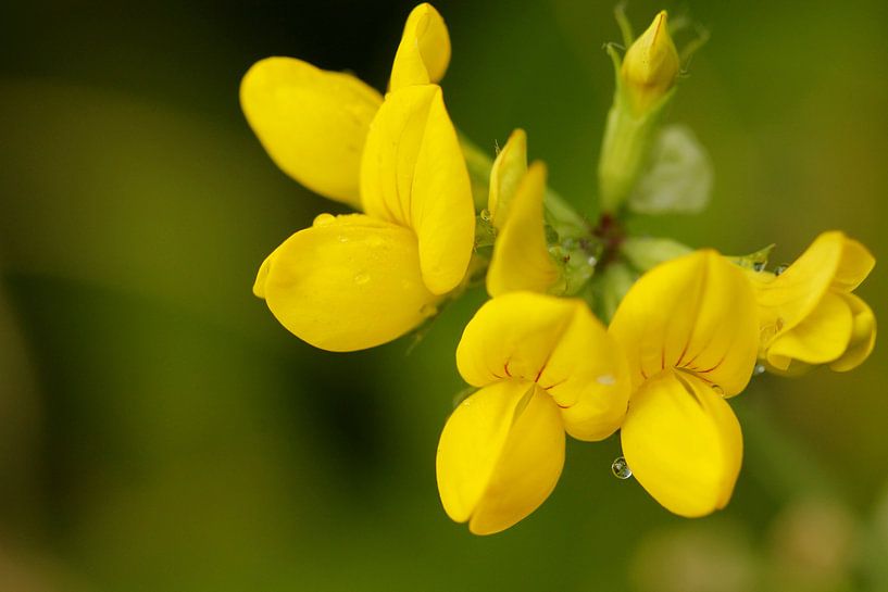 Rolklaver von Frouwkje Fotografie