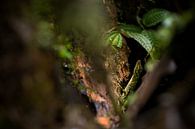 Camouflage by Jip Leermakers thumbnail