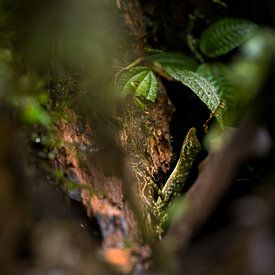 Camouflage von Jip Leermakers