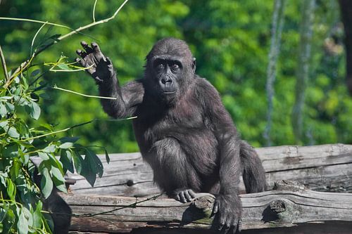 Een schattige tienergorilla zit op een boom en heeft bladeren, een verdrietig en angstig kind.