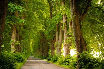 Allee auf Insel Usedom von Martin Wasilewski