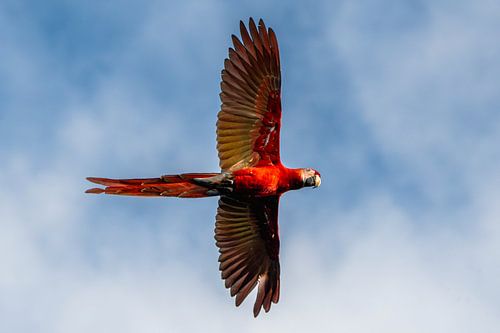 Costa Ricaanse Juweel Ara in vlucht met Vleugels gespreid