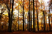 Beech forest