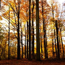 Beech forest by Werner V.M.