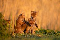 Jonge vosjes in het warme avondlicht van Aukje Ploeg thumbnail