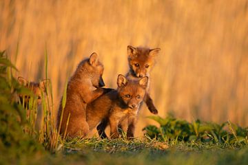 Young foxes by Aukje Ploeg