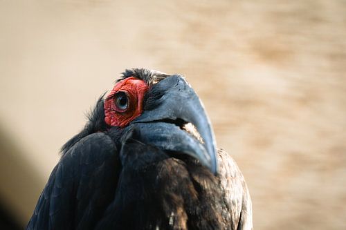 Vue pénétrante depuis le corbeau sud