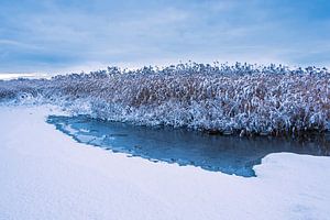 Schilf am Ufer der Warnow in der Hansestadt Rostock im Winter
