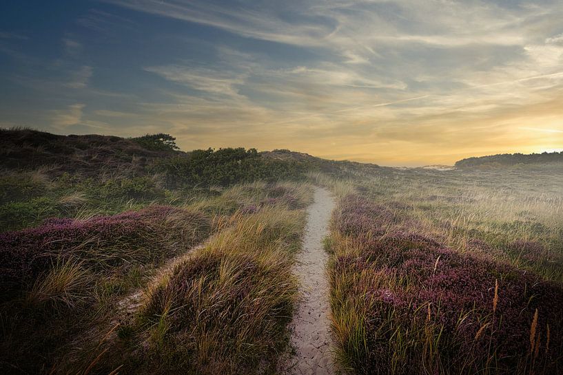 sandy path between the heather in the dunes by peterheinspictures