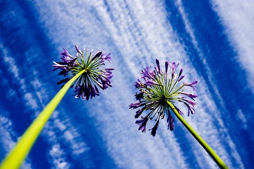 Agapanthus
