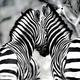 Zebra-Liebe von Arthur Batenburg