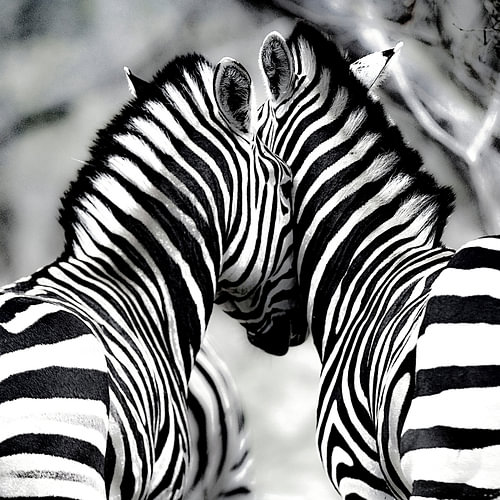 Zebra-Liebe