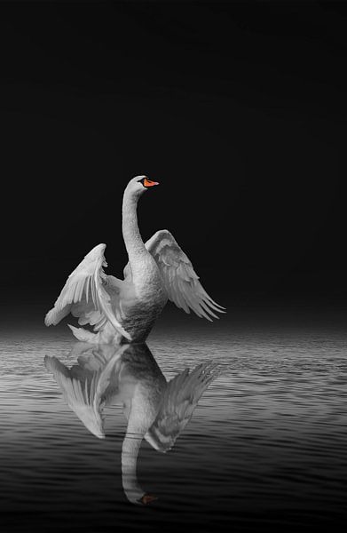 Swan ready for take off 2 by DayDreamZ