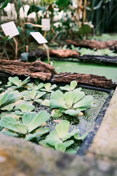 Étangs dans la serre du jardin botanique par Diana van Neck Photography