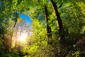 Wald im Sommer