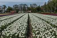 Tulipfield
