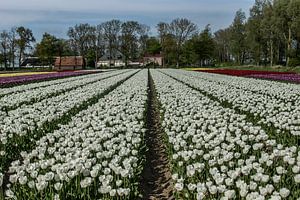 Tulipfield van Bianca Boogerd