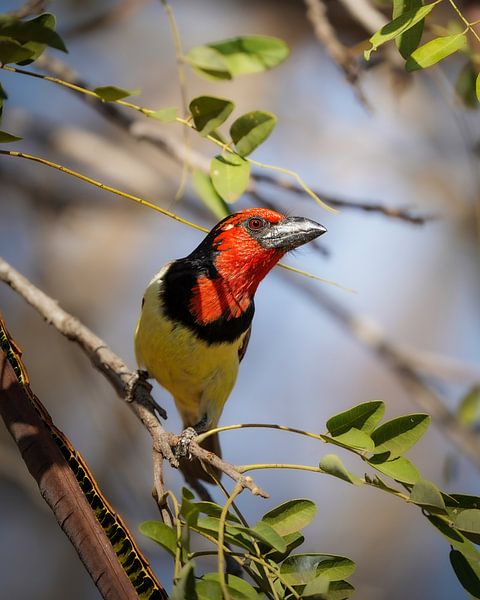 Black colored barbet by Tom Zwerver