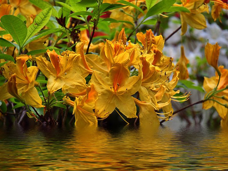 Bruine rododendron 3 van Edgar Schermaul