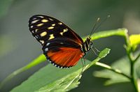 Monarch butterfly