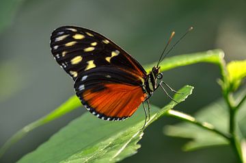 Monarchfalter von Henk Meima