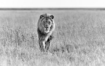 Mannelijke leeuw patrouilleert door het gebied van Jürgen Ritterbach