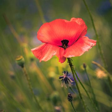 Mohnblume von Freddy Hoevers