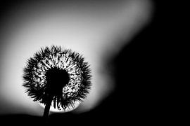 Löwenzahn von Frank Slaghuis