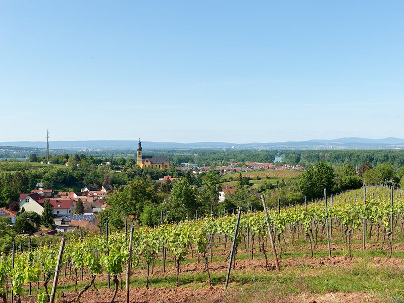 Nackenheim am Rhein, Rheinhessen von Ralph Rainer Steffens