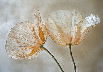 Bloemen zen van I ❤ Bloemen