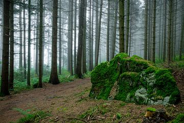 Mist in het bos van Christian Späth