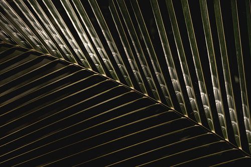 Schaduwspel Contrastrijk Palmblad