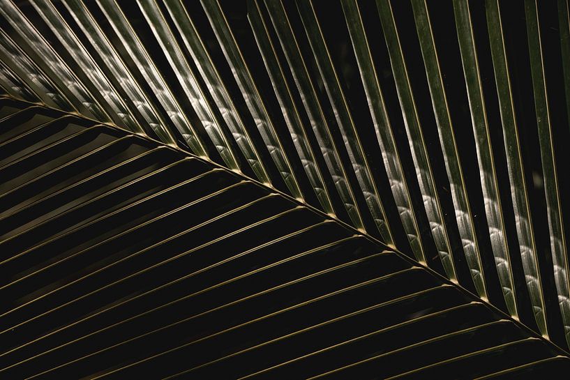 Shadow play - Contrasting Palm leaf by Femke Ketelaar