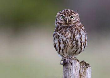 Steenuil / little owl