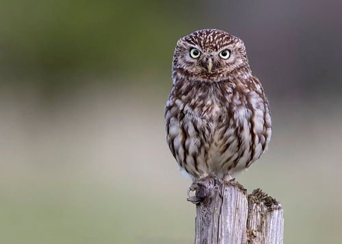 Steenuil / little owl