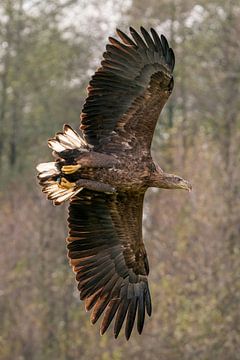 The flying door by Bob de Bruin