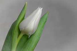 Tulipe blanche VII - Harmonie sur Cindy Coenen Fine Art Photography