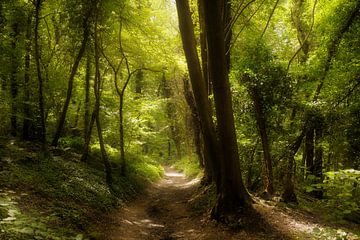 Bienvenue dans la jungle II (forêt du printemps hollandais)