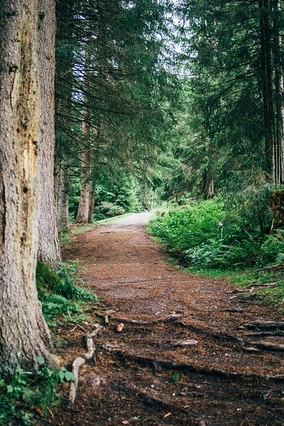 Forest trail by Patrycja Polechonska