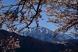 LE PRINTEMPS AU JAPON 9 sur Miroslav Ptacek