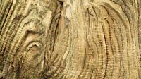 Verweerd hout van oude boomstam van Art Wittingen thumbnail