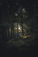 Défrichement des forêts