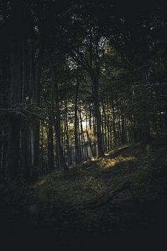 Défrichement des forêts sur Sebastian Witt